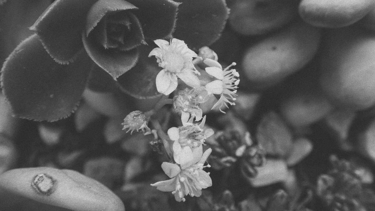 Post Malone's "Lemon Tree" Life Gave Me Lemons, So I'm Burning Down